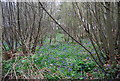 TQ9843 : Bluebells, Chestnut Tell Plantation by N Chadwick