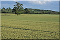 SO8544 : View to Severn Stoke by Philip Halling