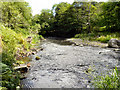 NZ1860 : River Derwent, Derwenthaugh Park by David Dixon