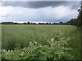 SP2758 : Rapeseed field, Wasperton by Derek Harper