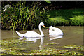 TL3707 : Pair of Mute Swans, The New River, Broxbourne, Hertfordshire by Christine Matthews