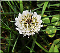 J1463 : White clover, Soldierstown near Moira by Albert Bridge