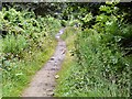 SJ9594 : Cat on Trail by Gerald England