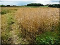 SE4314 : Oils seed rape crop, off Pontefract Road by Christine Johnstone