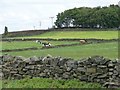 SE0436 : Cows grazing in walled field by Christine Johnstone