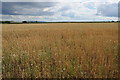 SO9257 : Wheatfield at Sale Green by Philip Halling