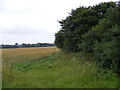 TM4464 : Footpath to the B1122 Leiston Road by Geographer