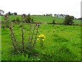 H5461 : Thistles and benweeds, Garvaghy by Kenneth  Allen