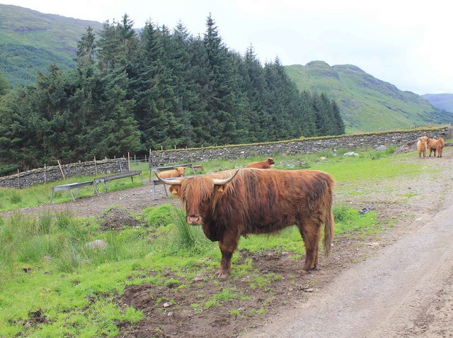 Highland cattle on Achadunan Estate