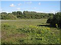 ST5383 : Waste ground near the Severn Way by Robin Stott