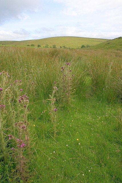 Rough Pasture at Carrs