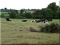 SO8629 : Friesian cows in two minds about the weather by Christine Johnstone