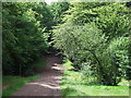 TQ4197 : Path through Epping Forest by Malc McDonald