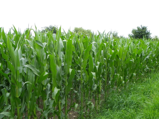 Maize crop near Knook