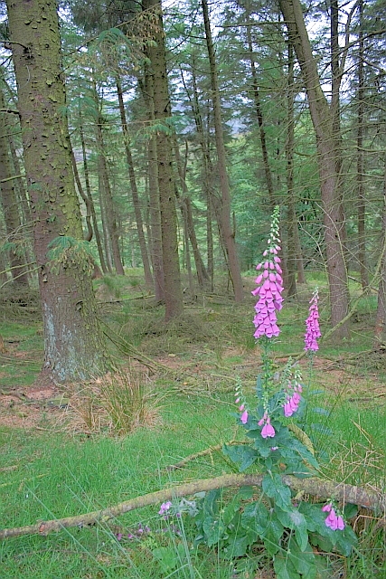 Foxgloves in the Forest