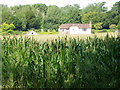 SU1625 : Maize crop near Bodenham by Maigheach-gheal