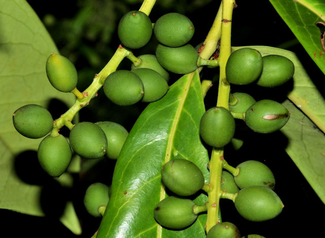 Laurel berries, Holywood