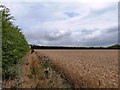 SE2614 : Thistles along the footpath by Christine Johnstone