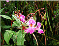 SU4792 : Himalayan Balsam by Des Blenkinsopp