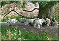 SU7975 : Ponies near Stanlake Bridge by Graham Horn