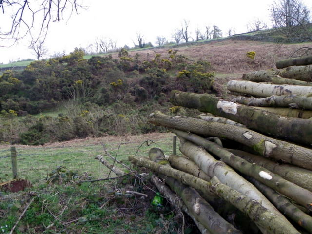 Gorse near Ilton