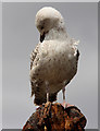 O2839 : Young Herring Gull, Howth, Ireland by Christine Matthews