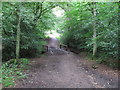 TL4400 : Footbridge in Epping Thicks by Roger Jones