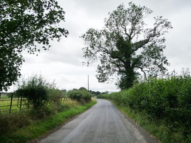 Roadside tree on the lane to Henley