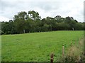 SJ1207 : Edge of a small wood above the Banwy by Christine Johnstone