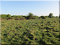 TL5357 : Anthills on Great Wilbraham Common by Hugh Venables