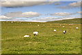 SD9366 : Tommy High Pasture by Tom Richardson