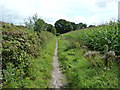 SU8521 : Bridleway bordered by Maize and banking of sandpit by Dave Spicer