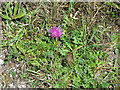 TF7511 : Stemless thistle (Cirsium acaule) by Evelyn Simak