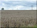 SE3835 : Telegraph poles crossing a wheatfield by Christine Johnstone