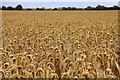 SU4695 : Wheatfield near Marcham Mill by Steve Daniels