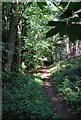 TL1140 : Start of the evergreen trees Rowney Warren Woods by Robert Matin