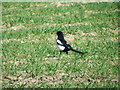 NU2500 : Magpie (Pica pica), Broomhill by Maigheach-gheal