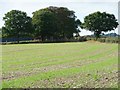 SE2909 : Trees alongside Upper Field Lane by Christine Johnstone