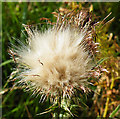 NJ4400 : Thistle Seedhead by Anne Burgess