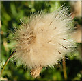 NO4799 : Creeping Thistle Seedhead by Anne Burgess