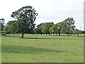 SE2612 : Row of trees on a vestigial field boundary by Christine Johnstone