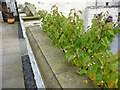 SH7877 : Apricots in the terraced gardens, Plas Mawr, Conwy by Phil Champion