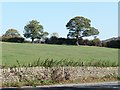 SE2507 : Trees on a field boundary, alongside a footpath by Christine Johnstone