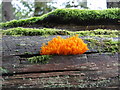 NO5251 : Calocera viscosa by M J Richardson