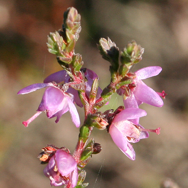 Heather (Calluna vulgaris)