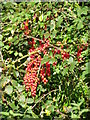 ST8222 : Black Bryony (Tamus communis) by Maigheach-gheal