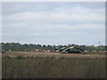 TL9581 : A piggery near Gasthorpe by peter robinson