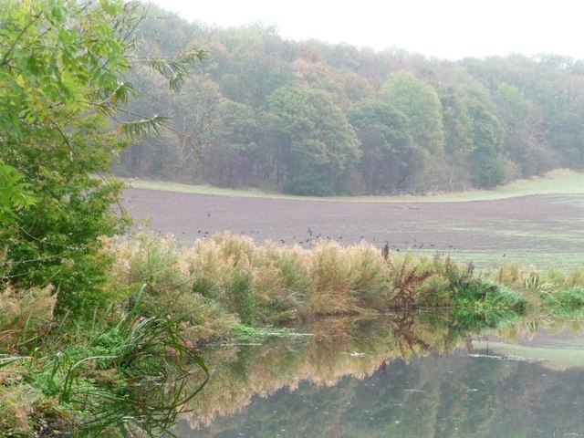 Woods on Cuckoo Hill