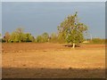 SK7283 : Early morning, autumn, near Markfield Farm by Christine Johnstone