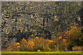 SD4972 : Autumnal birches at Warton Main Quarry by Karl and Ali